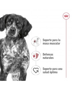 Beneficios del Royal Canin húmedo perro medium adulto 410 gr